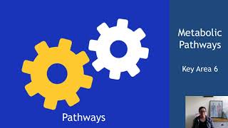 Metabolic Pathways Section 1 Pathways [upl. by Ailem]