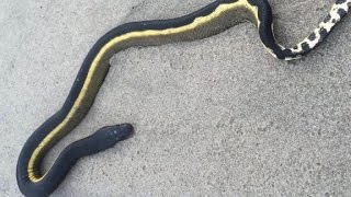 Venomous sea snake washes ashore [upl. by Drannel]