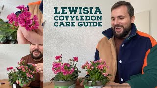 Lewisia Cotyledon Care Guide [upl. by Macleod]