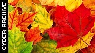 15 Interesting Facts About Autumn [upl. by Seravart395]