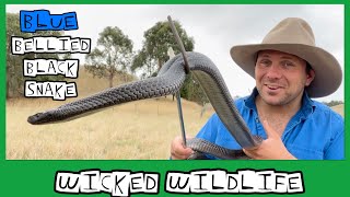 The Spotted Black Snake  Australias Most Venomous Black Snake [upl. by Ahgiela]