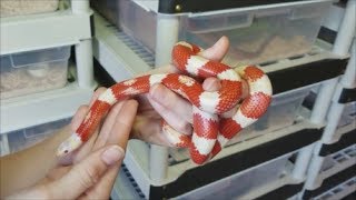 How to Care for KingsnakesMilksnakes plus fun facts [upl. by Emanuele372]