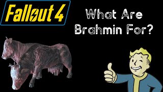 What Are Brahmin For  Fallout 4 [upl. by Aneleairam]