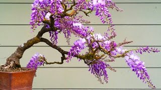 Blue Jacaranda Jacaranda mimosifolia or Wisteria Bonsai Tree [upl. by Nageet]