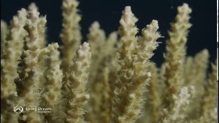 How Corals Eat Coral Polyps Feeding [upl. by Annairam20]