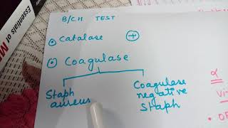 Staphylococcus and StreptococcusEasy lecture [upl. by Clere]