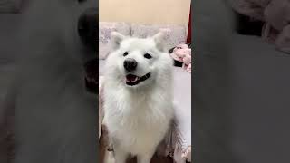 Samoyeds ear dance [upl. by Vanthe]