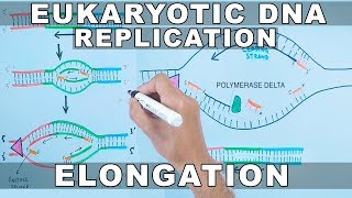 DNA Replication in Eukaryotes  Elongation [upl. by Analad846]