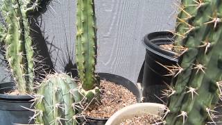 PERUVIAN TORCH COMPARISON SAN PEDRO MACROGONUS BRIDGESII MESCALINE CACTUS RELIGION [upl. by Gardal]