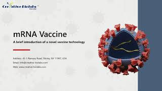 mRNA Vaccine  Creative Biolabs [upl. by Nodnrb]