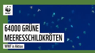 Naturspektakel 64000 Grüne Meeresschildkröten  WWF Deutschland [upl. by Huberto]