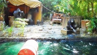 Disneyland Jungle Cruise On Ride HD POV Full Boat Tour Disneyland California [upl. by Shoshana]