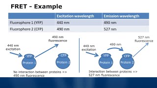 Fluorescence Spectroscopy Tutorial  Typical Applications [upl. by Ynatirb]