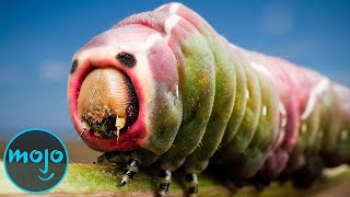 Top 10 Weirdest Insects [upl. by Amapuna852]