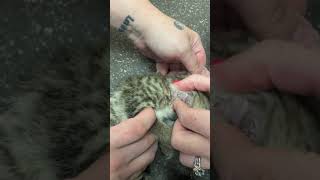 Botfly Larvae removal from a kitten [upl. by Vidovik181]