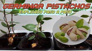 INCREIBLE Como Germinar Semillas de Pistacho  Germinar Pistacho  Sembrar Pistacho  Plantar [upl. by Anayit]