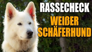 Weißer Schweizer Schäferhund Rassecheck  Rasseportrait Rassebeschreibung [upl. by Erine]