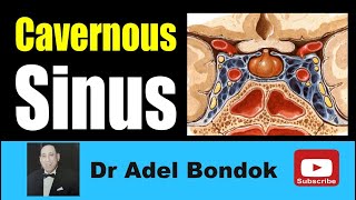 Cavernous Sinus Dr Adel Bondok Making Anatomy Simple [upl. by Sternlight]