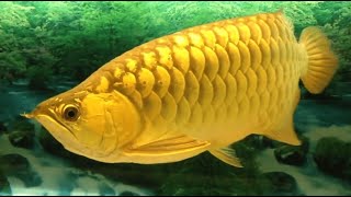 Multiple Most Beautiful Golden Arowana fish  Super Golden Arowana [upl. by Enaej483]