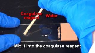 Coagulase Test [upl. by Drexler297]