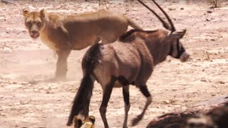 Young Lions Attack Oryx  BBC Earth [upl. by Yelehsa191]