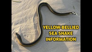 Yellow Bellied Sea Snake Information [upl. by Magnus179]