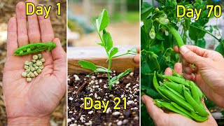 How to Grow Peas Complete Growing Guide [upl. by Churchill]