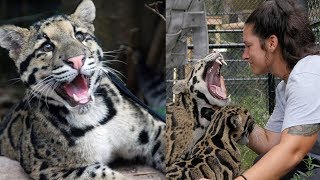 Playing With Cute Clouded Leopard Cubs [upl. by Kristel]