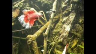 Betta splendens in natural scaped tank [upl. by Brecher]