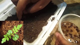 HOW TO GROW JACARANDA TREE FROM SEEDS  JACARANDA SEEDS GERMINATION  Sprouting Seeds [upl. by Yruok]