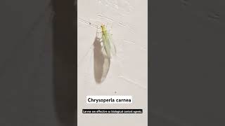 Chrysoperla carnea biology  explore [upl. by Tnarud]