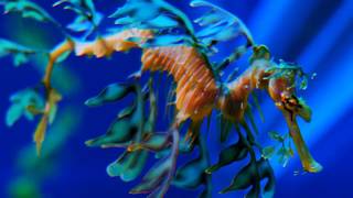 Facts The Leafy Seadragon [upl. by Chaim]