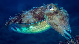 What is a Cephalopod  Oceana [upl. by Tedmann]