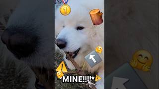 Kalif The Samoyeds EPIC Stick Possession BATTLE [upl. by Yojenitsirk252]