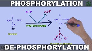 Phosphorylation and Dephosphorylation  Protein Phosphorylation [upl. by Dorcea357]