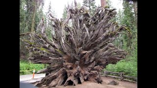 Giant Sequoia Tree Root System Sequoia National ParkA Cool Perspective [upl. by Stoat]