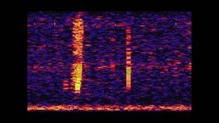 The Bloop A Mysterious Sound from the Deep Ocean  NOAA SOSUS [upl. by Montanez]