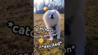 FASTEST Samoyed Ever Says Hello [upl. by Nnylakcaj]