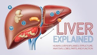 Acute and Chronic Inflammation  Process  Signs  Pathology Notes in Hindi 2nd Year [upl. by Ardel124]