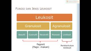 Leukosit Sel Darah Putih Biologi  SBMPTN UN SMA [upl. by Nothgierc]