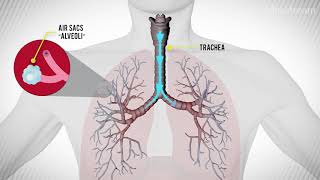 What Happens During an Asthma Attack [upl. by Gilemette]