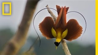 Tim Laman amp Ed Scholes Birds of Paradise  Nat Geo Live [upl. by Nilkcaj612]