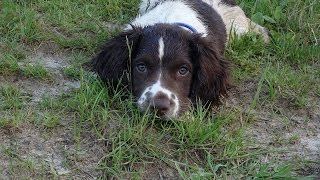 Buster  Springer Spaniel Puppy  4 Weeks Residential Dog Training [upl. by Sugirdor]