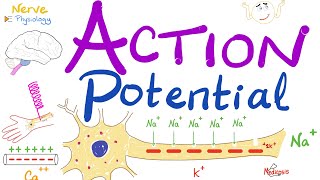 Action Potential  Most COMPREHENSIVE Explanation  Nerve Physiology [upl. by Sauveur301]