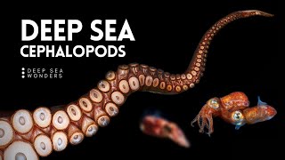 The Unique Biology of Cephalopods [upl. by Covell635]