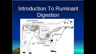 Digestive System of Ruminant Animals [upl. by Primaveria202]