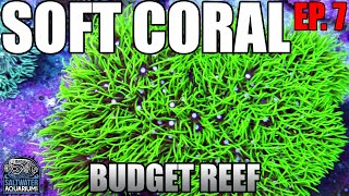 Choosing SOFT CORALS  Which Ones to Keep amp Why  Beginner Budget Reef Tank [upl. by Aicilef]