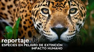 8 animales en PELIGRO DE EXTINCIÓN en PERÚ  Nombres y Datos 2019 [upl. by Alberto]