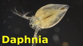 Daphnia [upl. by Astrix837]