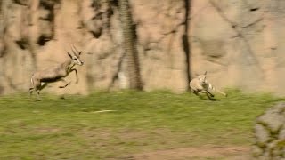 Tiny gazelle leads highspeed chase at zoo [upl. by Llenrag]